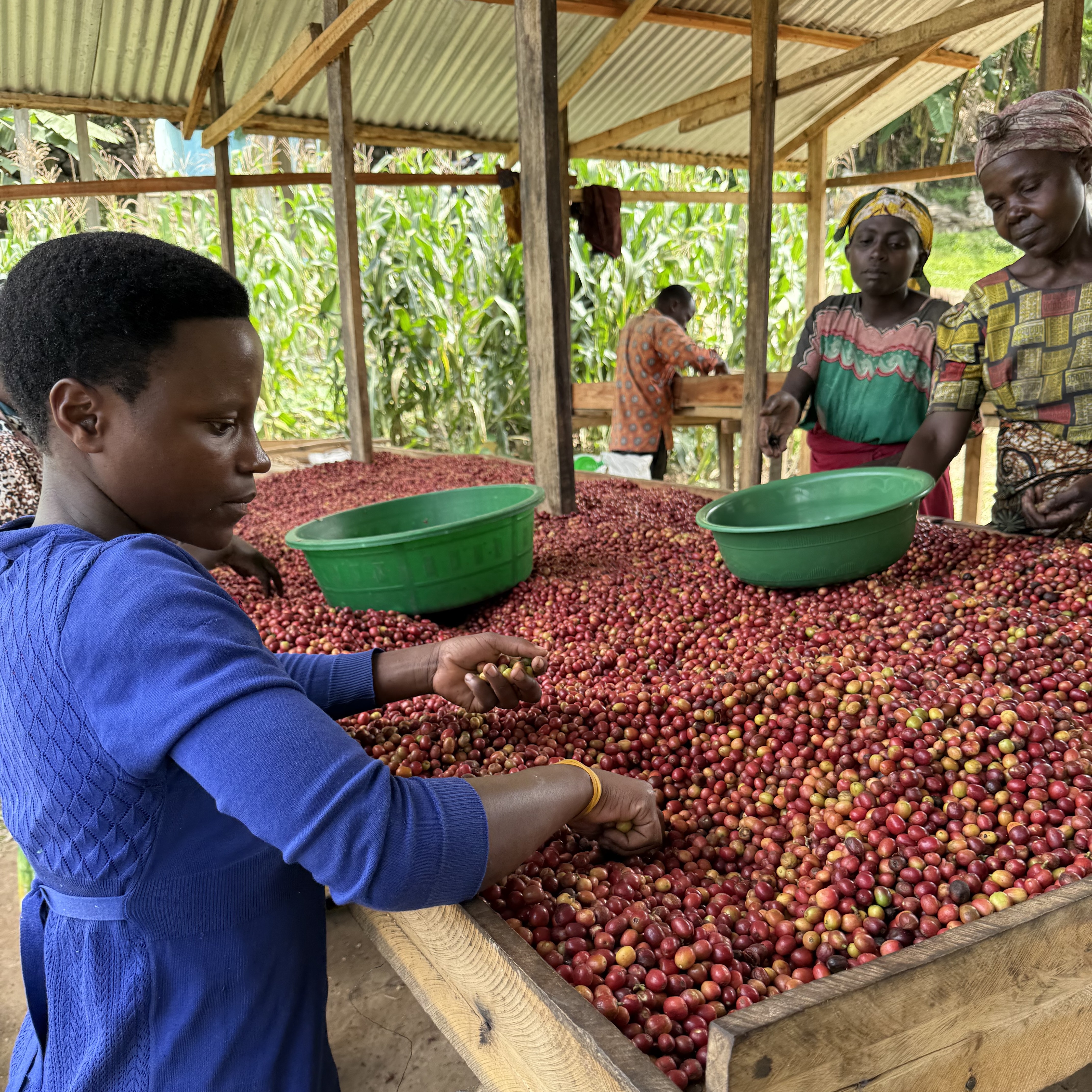 Rwanda Vunga A1 TOP Washed(24/25年クロップ) | ORIGIN COUNTRIES for